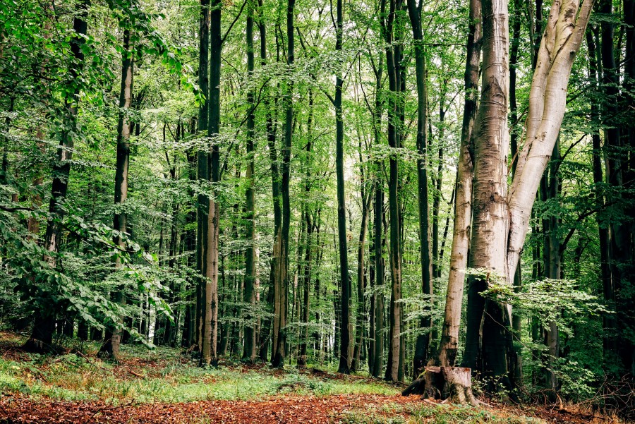 Quels sont les meilleurs endroits pour une promenade à la Forêt-Fouesnant ?